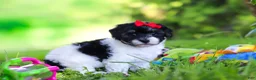 Havapoo dogs for sale: Eva - Ad 7