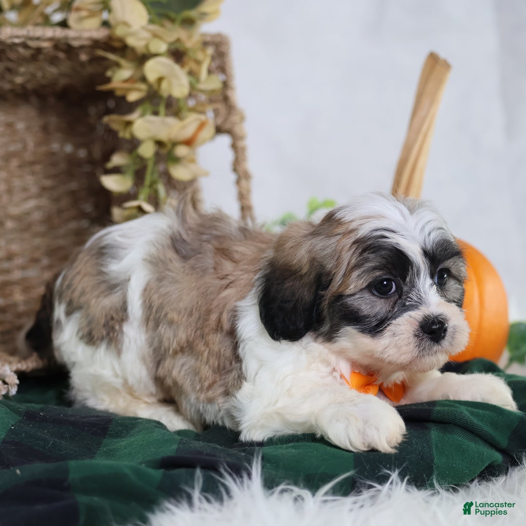 Teddy Bear dogs for sale: Fred - Ad 5