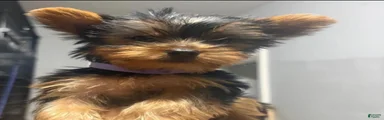 Yorkshire Terrier 1