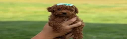 Miniature Poodle dogs for sale: Zaylee - Ad 30