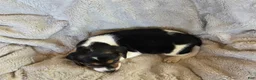 Puggle dogs for sale: Daisy - Ad 5