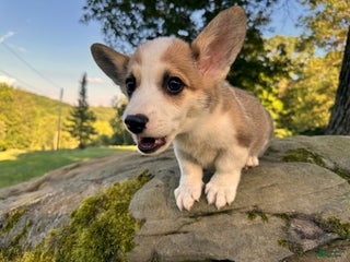Welsh Corgi Pembroke dogs - Ad 31
