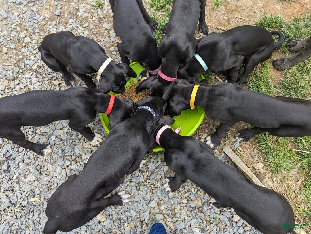 Gallery Image {{count}}