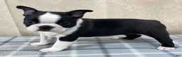 Boston Terrier dogs for sale: Cody Boston Terrier Puppy  - Ad 2