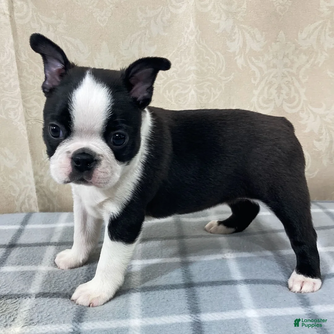 Boston Terrier dogs for sale: Cody Boston Terrier Puppy  - Ad 2