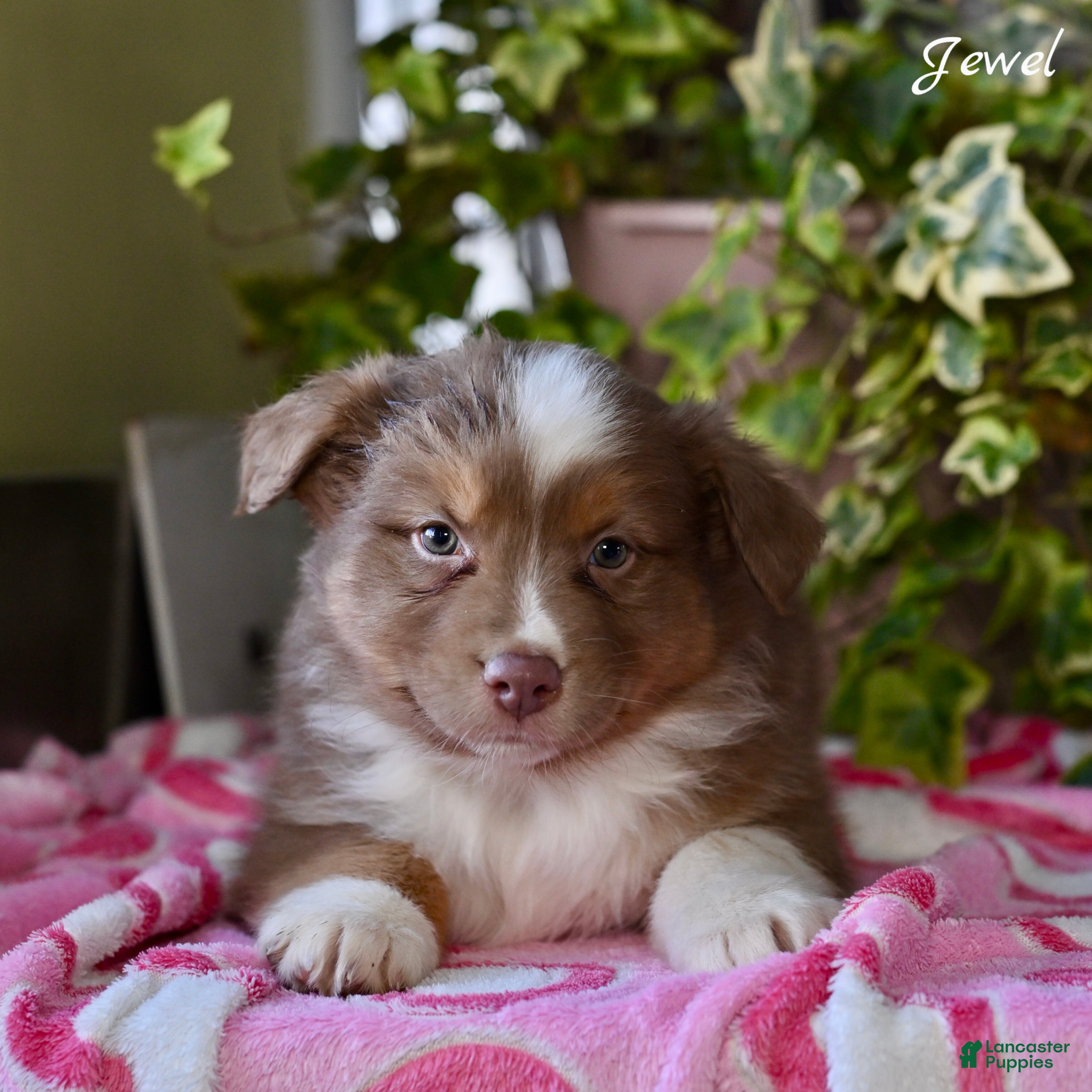 Australian Shepherd dogs Jewel - Ad 2