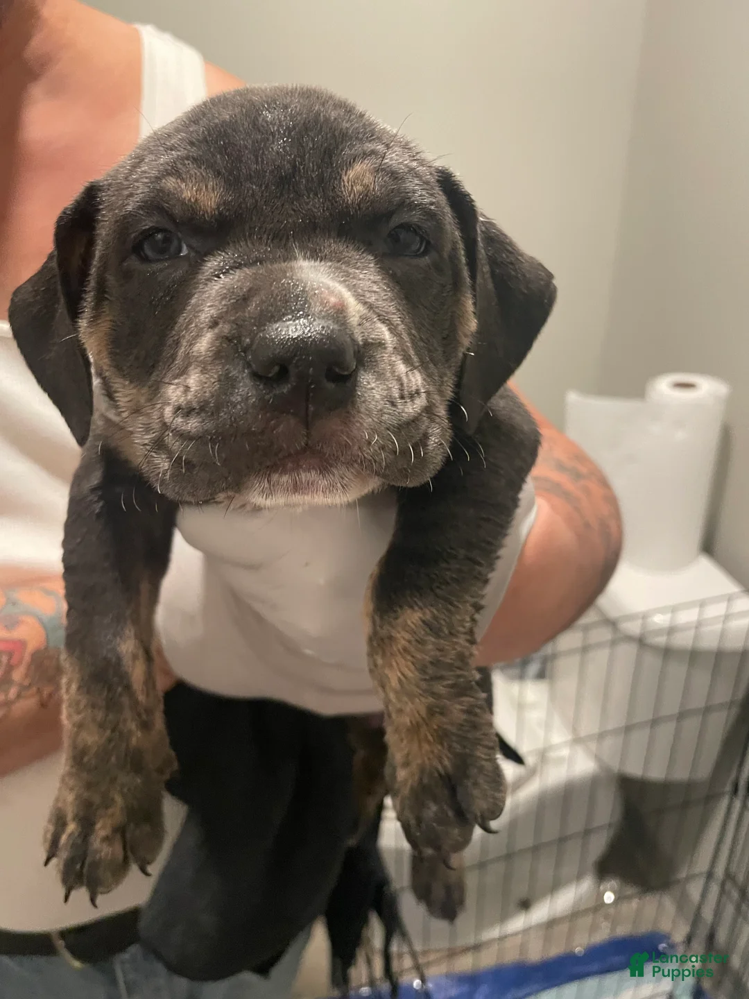 American Bully dogs for sale: American Bully Puppy 2 - Ad 2