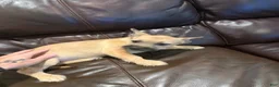 Mixed Breed dogs for sale: Mixed Breed 1 - Ad 6