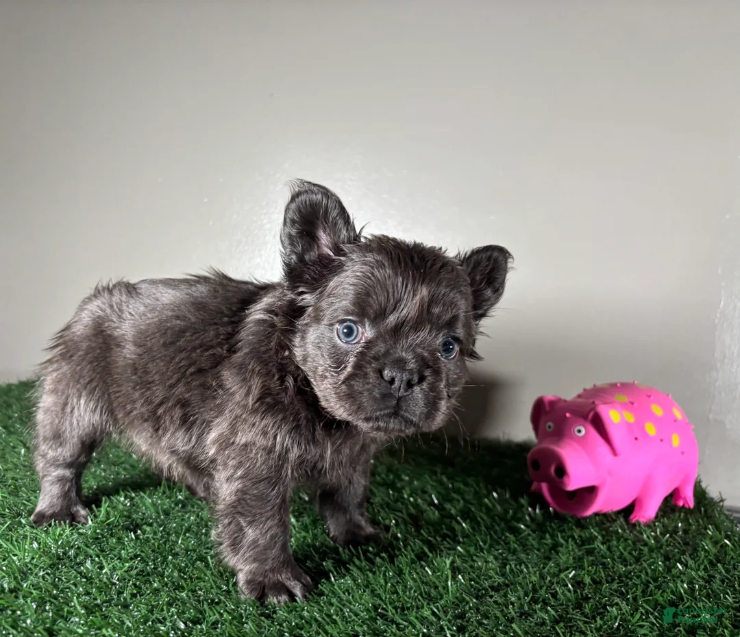 French Bulldog dogs for sale: Zoe - Ad 2