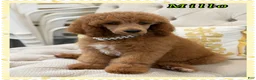 Standard Poodle dogs for sale: Standard Poodle 2 - Ad 3