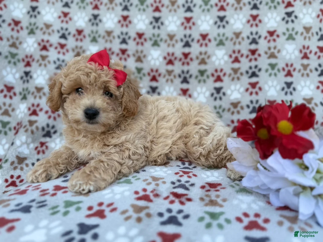 Bichpoo dogs for sale: Winnie - Ad 3