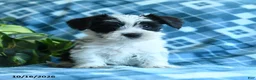 Mixed Breed dogs for sale: Dillin - Ad 3