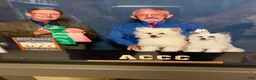 Chinese Crested dogs for sale: Chinese Crested 1 - Ad 4