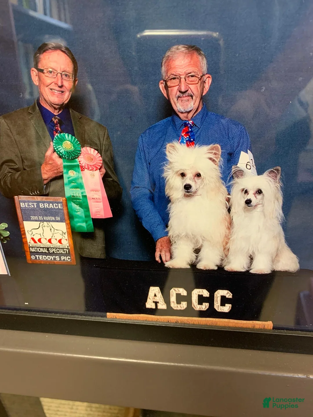 Chinese Crested dogs for sale: Chinese Crested 1 - Ad 4