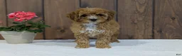 Cavapoo dogs for sale: Paisley  - Ad 8