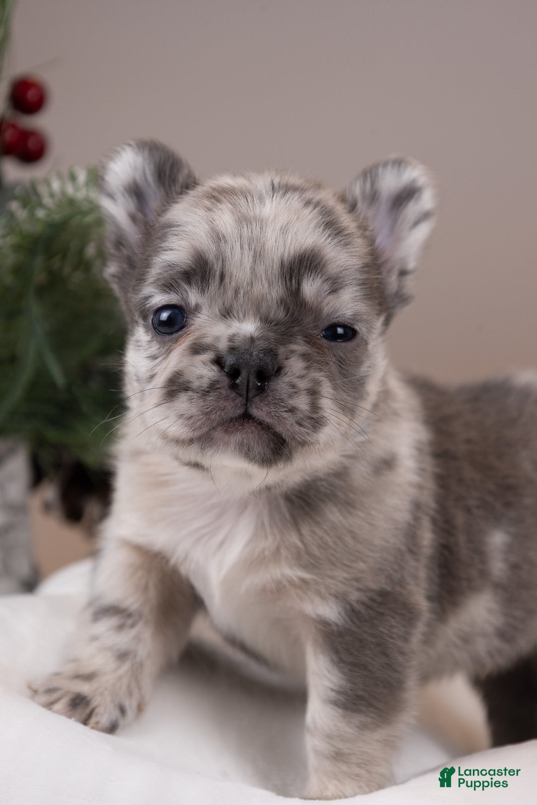 French Bulldog dogs for sale: Teddie -Fulffy Big Rope - Ad 24