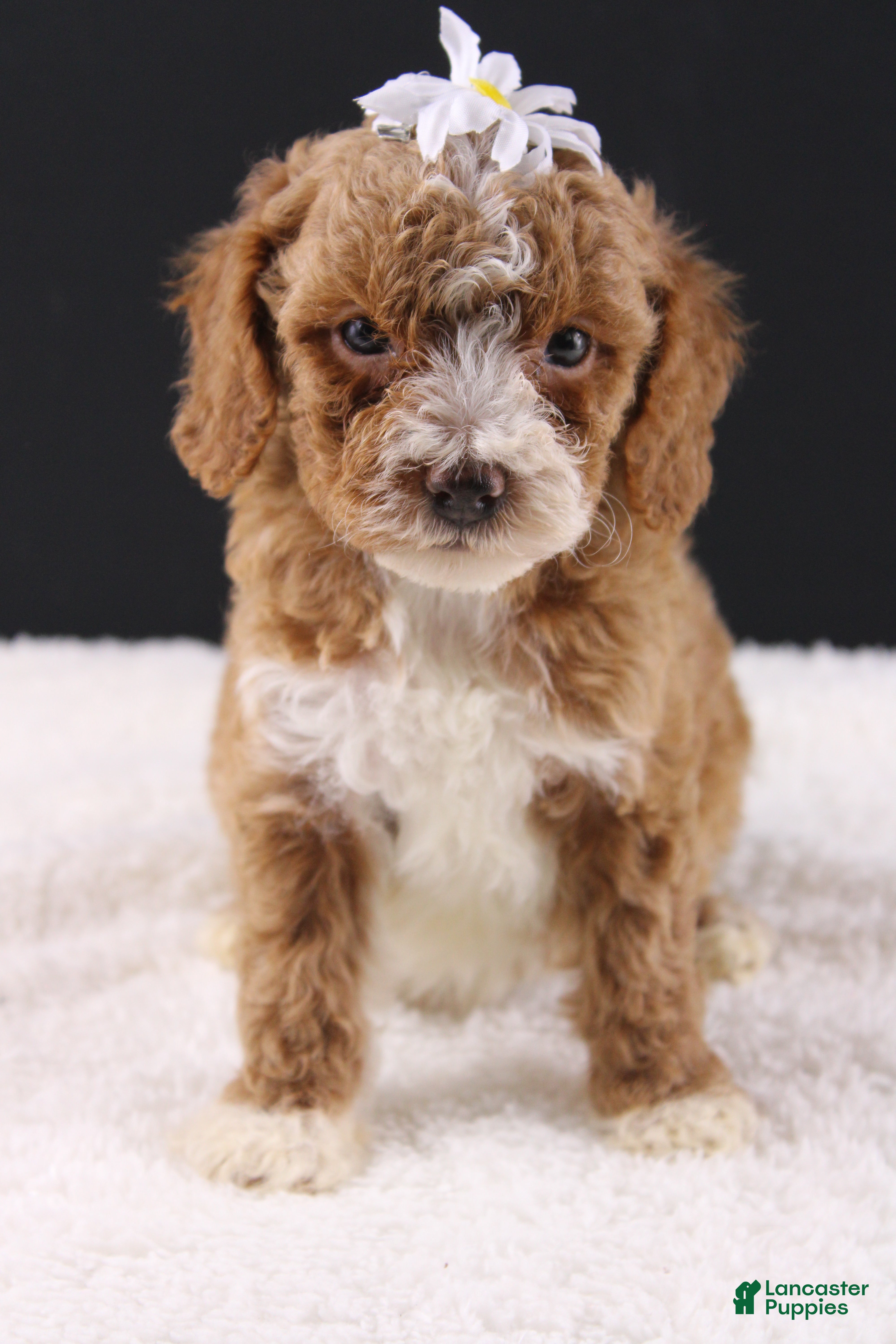 Mini Goldendoodle dogs Paislee - Ad 42