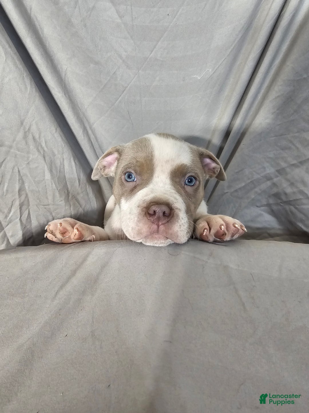 American Bully dogs for sale: Bruiser - Lilac Pied - Ad 9