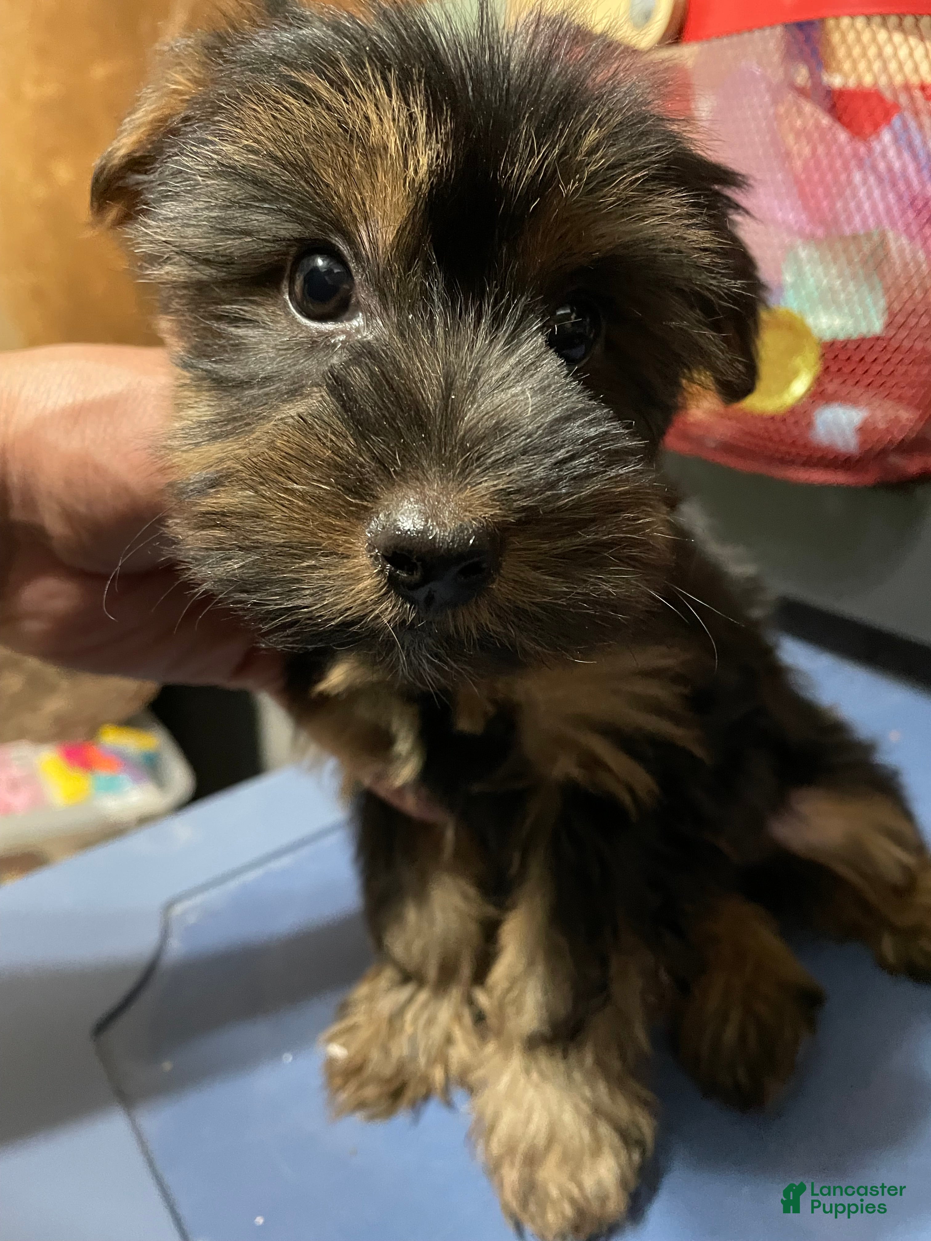 Yorkshire Terrier dogs for sale: Yorkshire Terrier 2 - Ad 2