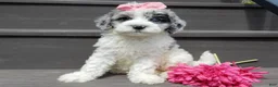 Sheepadoodle dogs for sale: Willow - Ad 2
