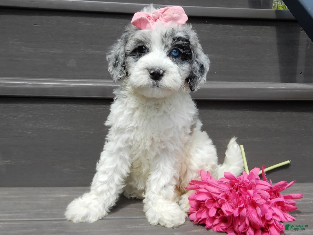 Sheepadoodle dogs for sale: Willow - Ad 2