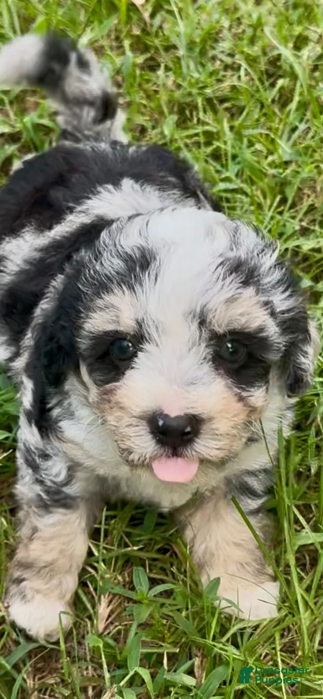 Mixed Breed dogs for sale: Misty - Ad 1