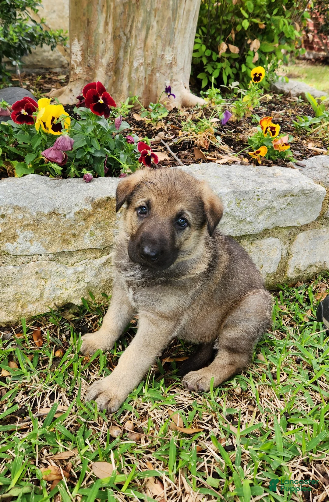 German Shepherd dogs for sale: German Shepherd Puppy 2- Blondi - Ad 1