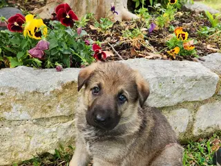 German Shepherd dogs for sale: German Shepherd Puppy 2- Blondi - Ad 2