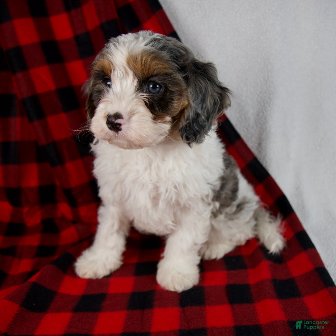 Cavapoo dogs for sale: Everett - Ad 3