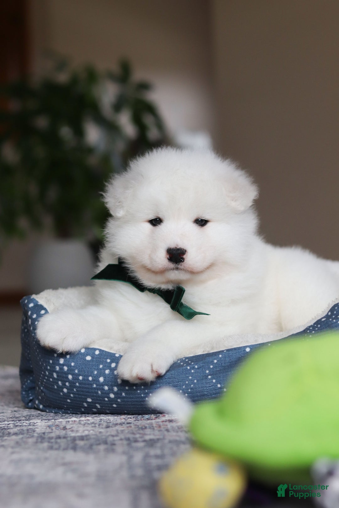 Samoyed dogs for sale: Rocky - Ad 8