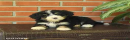Bernedoodle dogs for sale: Bella   - Ad 3