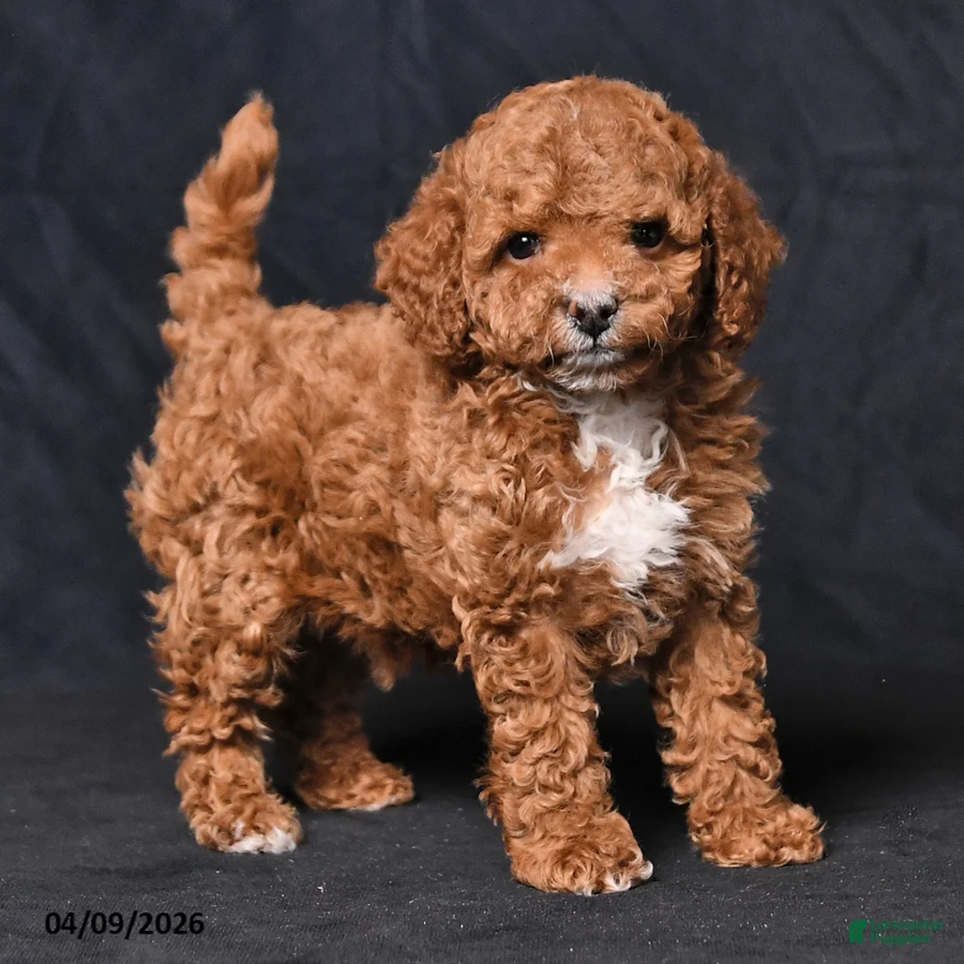 Toy Poodle dogs for sale: Victor - Ad 2
