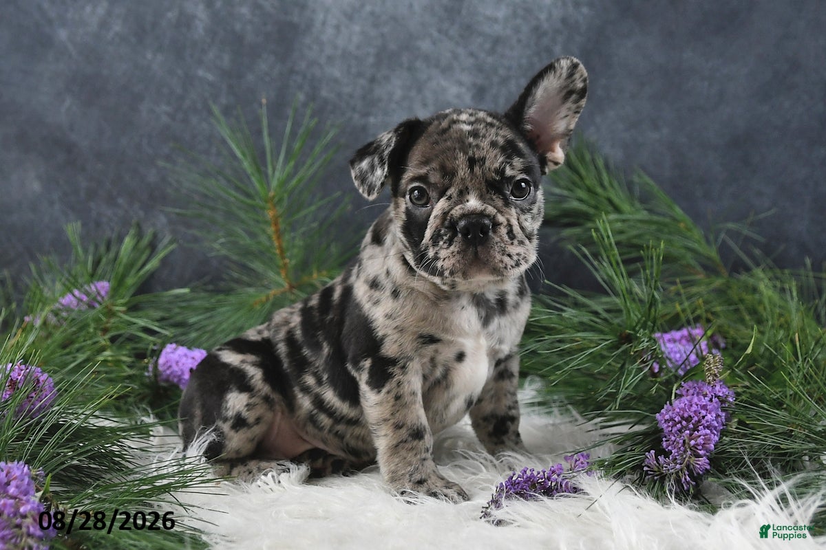 Frenchton dogs Mindy - Ad 1