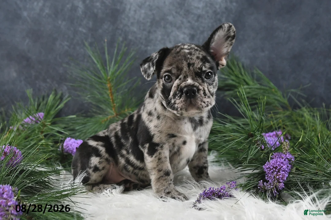 Frenchton dogs for sale: Mindy - Ad 1