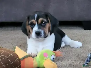 Puggle dogs Sophie - Ad 12