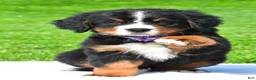 Bernese Mountain Dog dogs for sale: Nora - Ad 3
