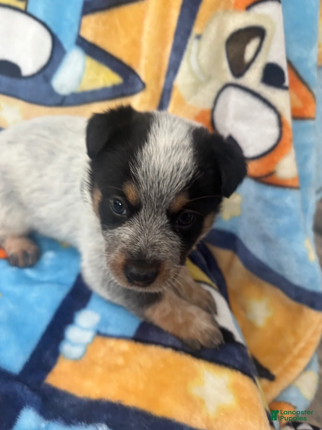 Australian Cattle Dog dogs for sale: Australian Cattle Dog Puppy 2 - Ad 1