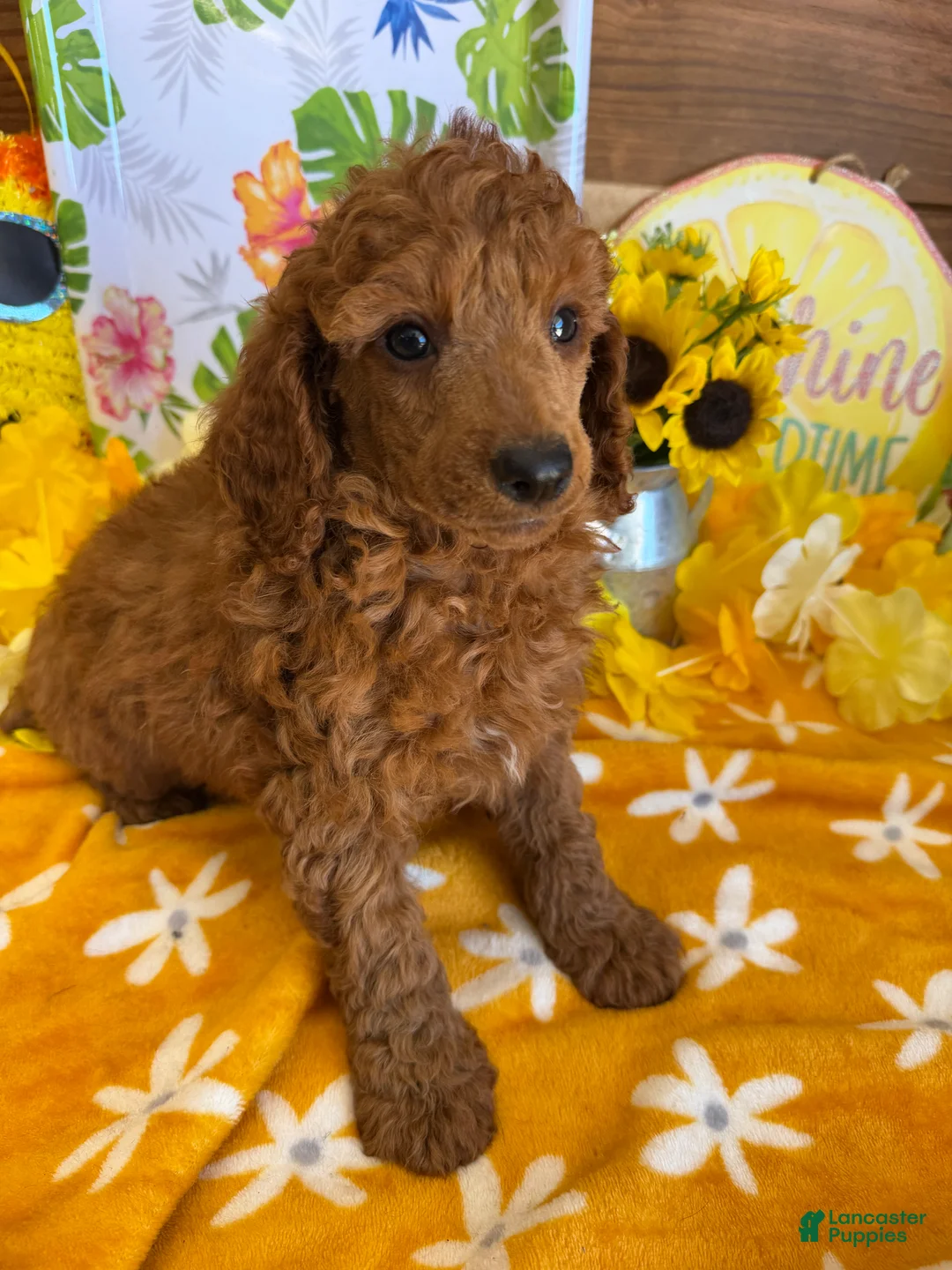 Toy Poodle dogs for sale: Flanigan - Ad 3