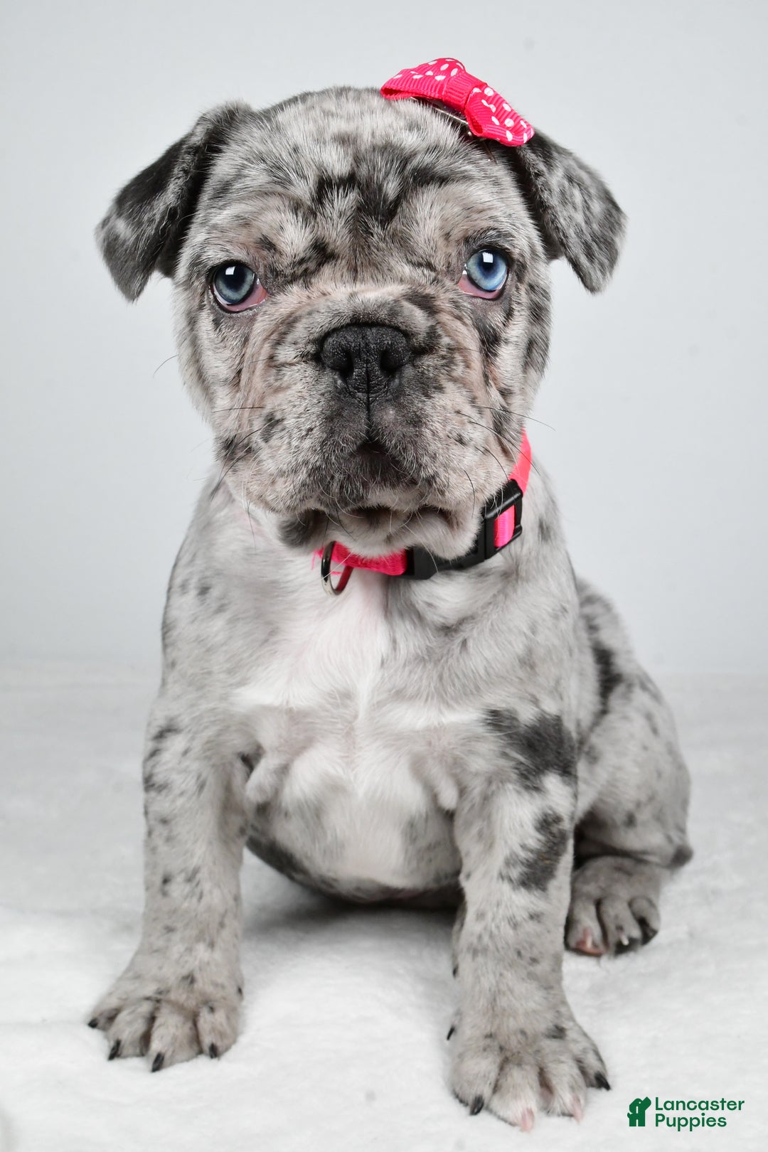 French Bulldog dogs for sale: Abby  - Ad 5