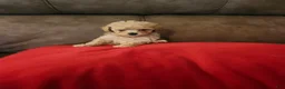 Toy Poodle dogs for sale: Toy Poodle Puppy 2 - Ad 4
