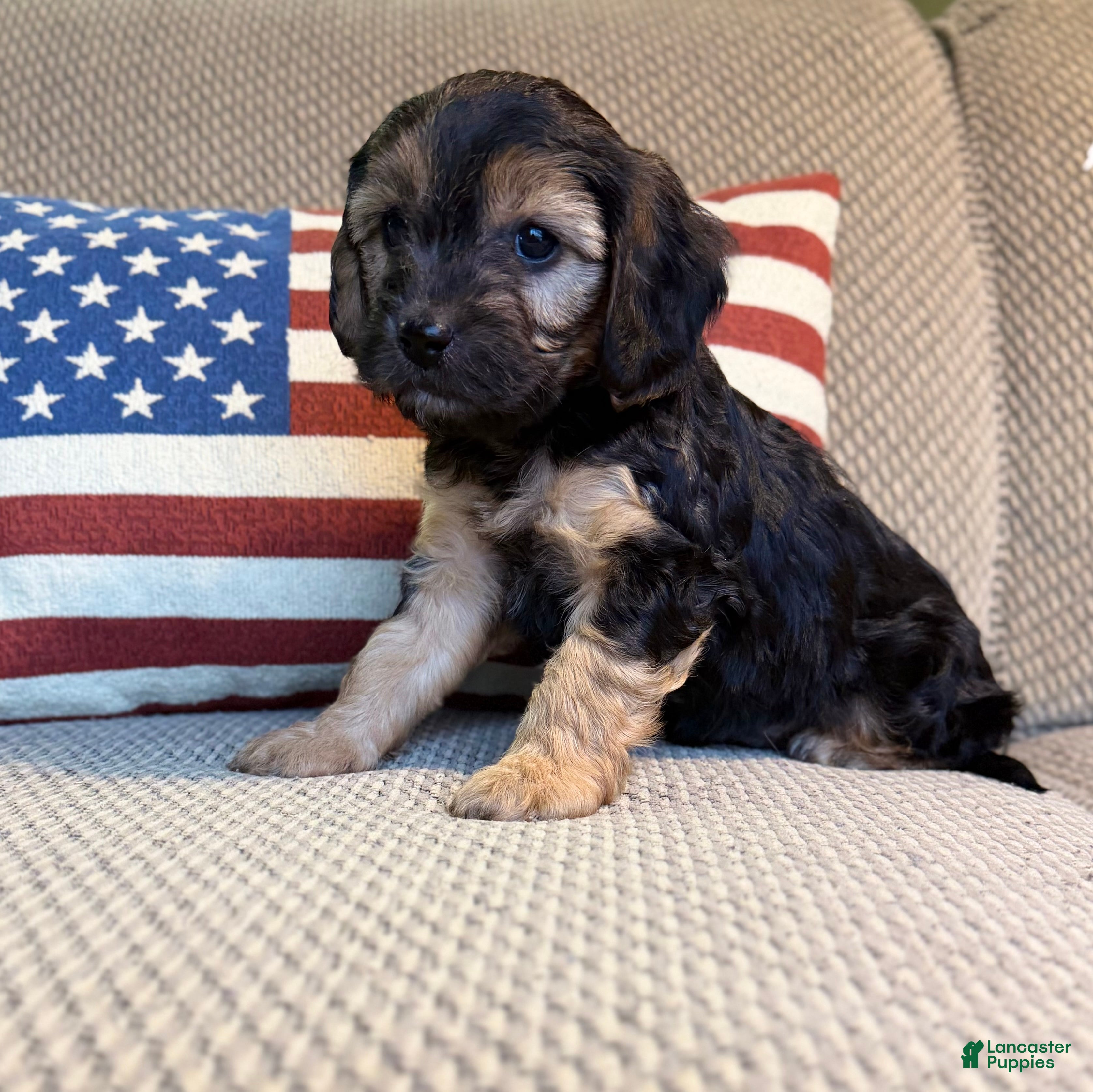 Cavapoo dogs Chestnut - Ad 33