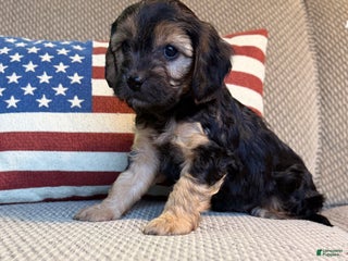 Cavapoo dogs Chestnut - Ad 33