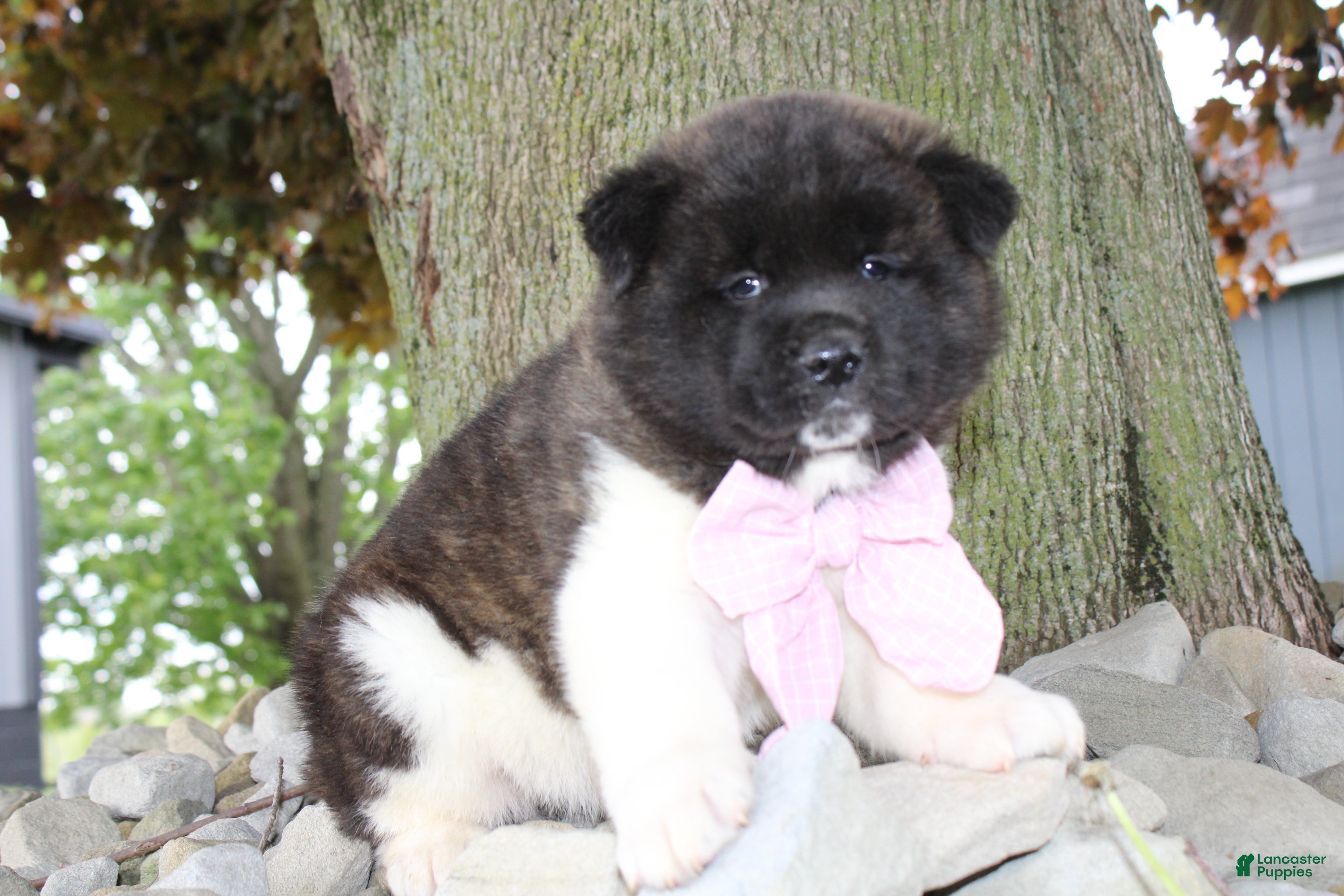 Akita dogs AKC Luna - Ad 1