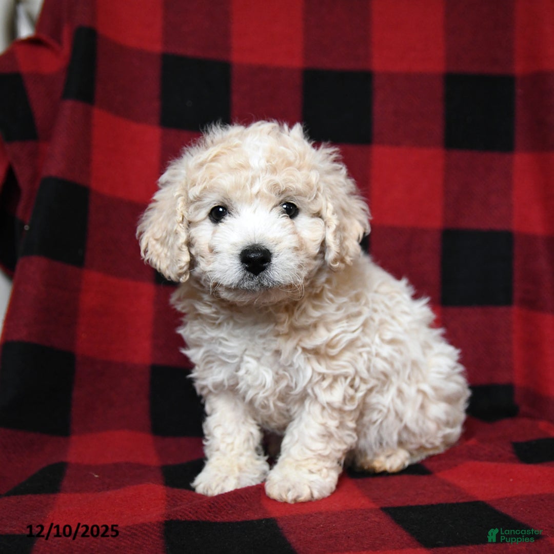 Bichpoo dogs for sale: Silky - Ad 3
