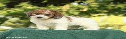 Miniature Poodle dogs for sale: Chase - Ad 4