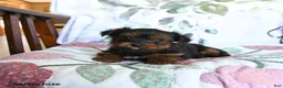 Yorkshire Terrier dogs for sale: Lance  - Ad 4