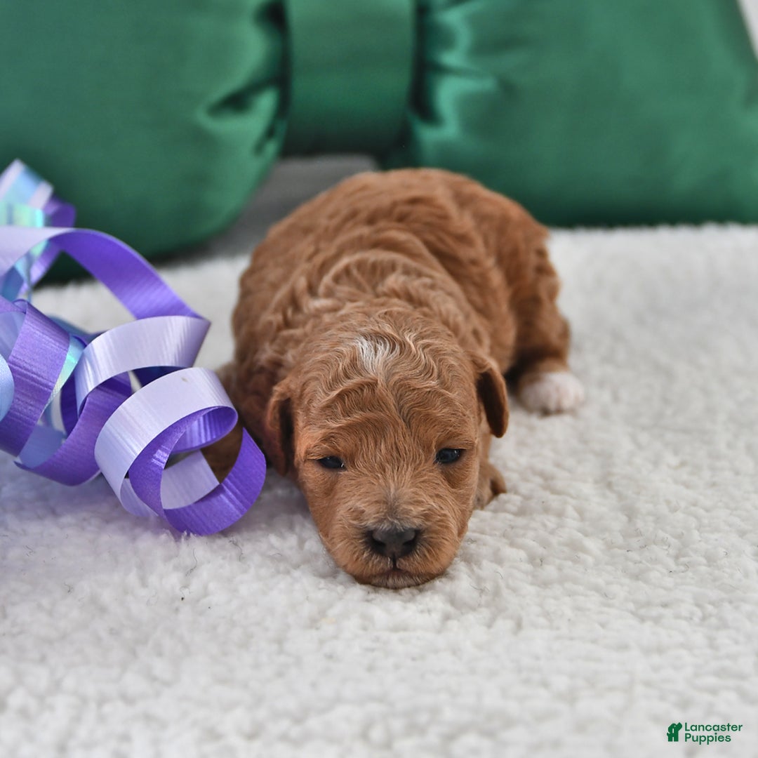 Mini Goldendoodle dogs for sale: Pippa - Ad 2