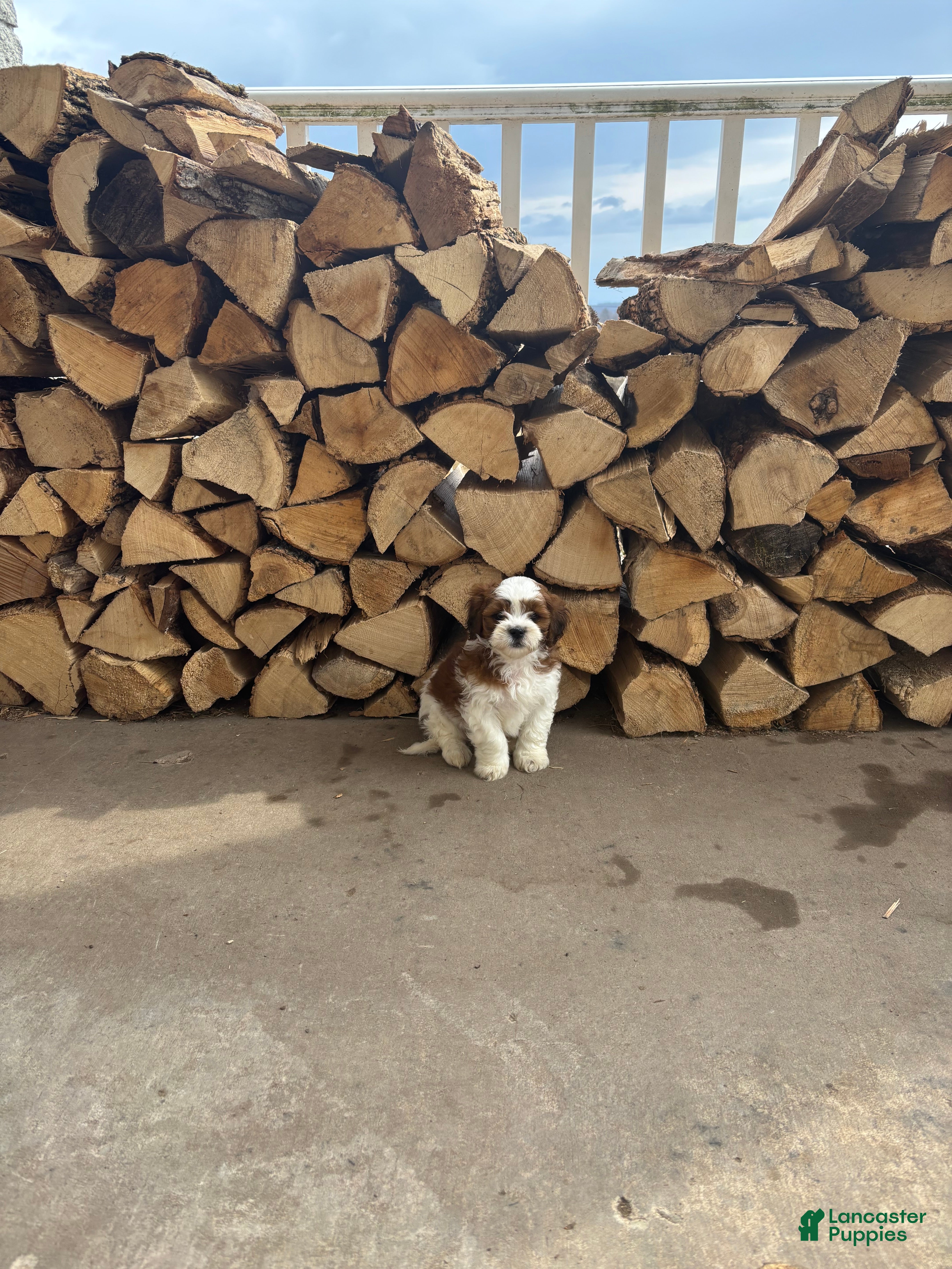 Shihpoo dogs Sushi - Ad 1