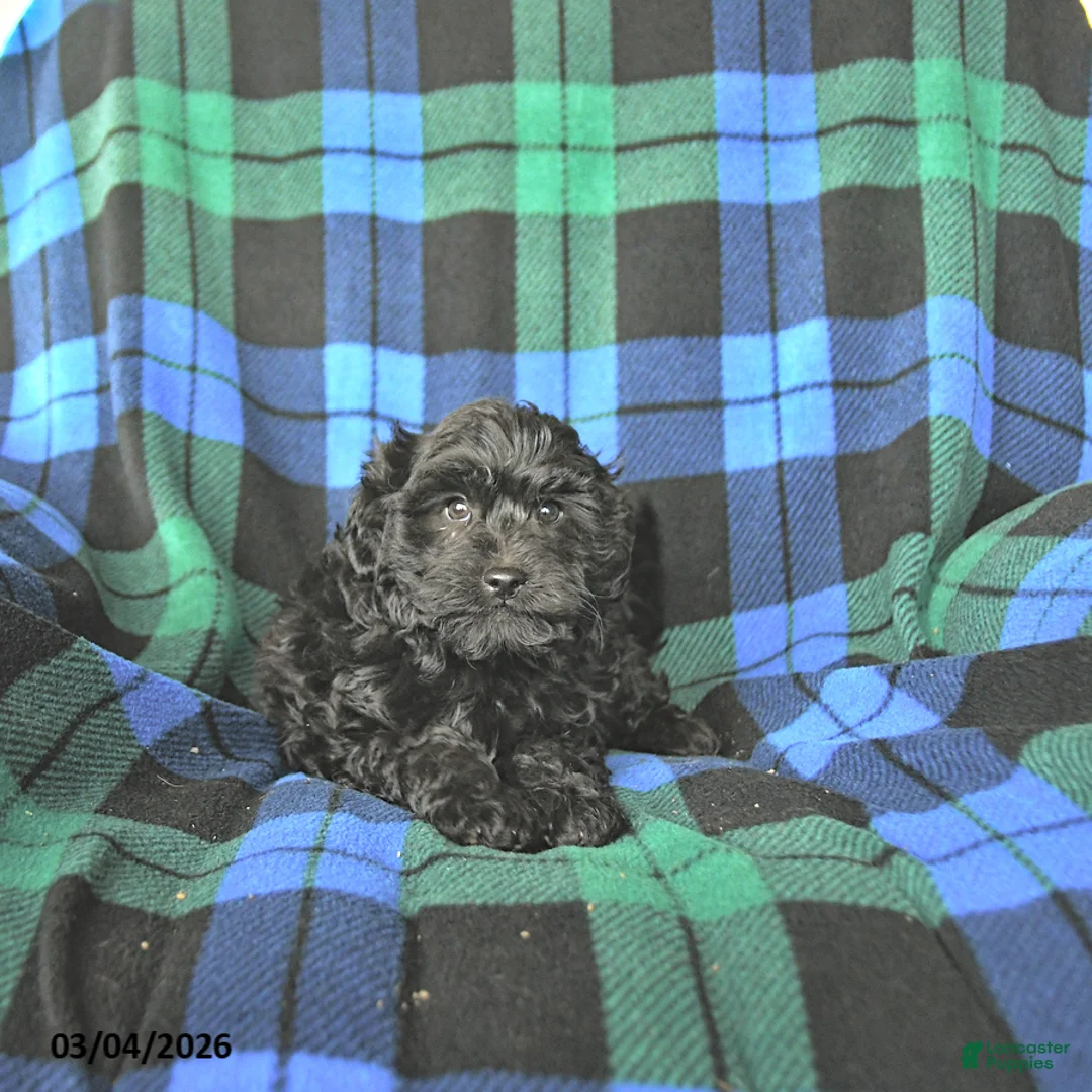 Mini Goldendoodle dogs for sale: Stella - Ad 5