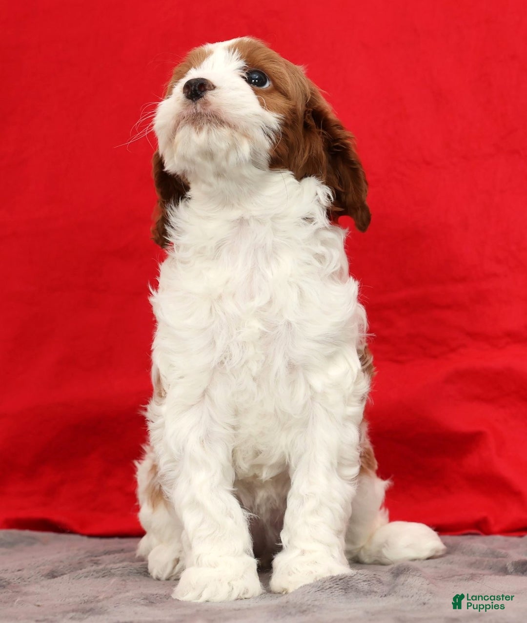 Cavapoo dogs for sale: Sasha - Ad 6